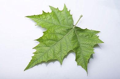 踏上种田+高速自由的斩杀之旅，《黑白剑刃》将在12月1日发售